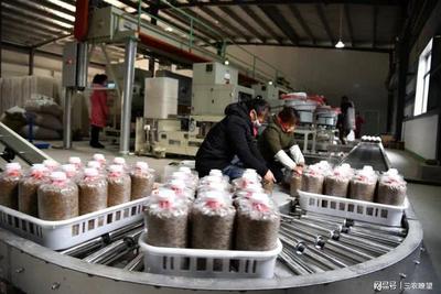 孟州化工鎮 小“菌棒”撬動大產業，精準咨詢助企業開拓廣闊市場